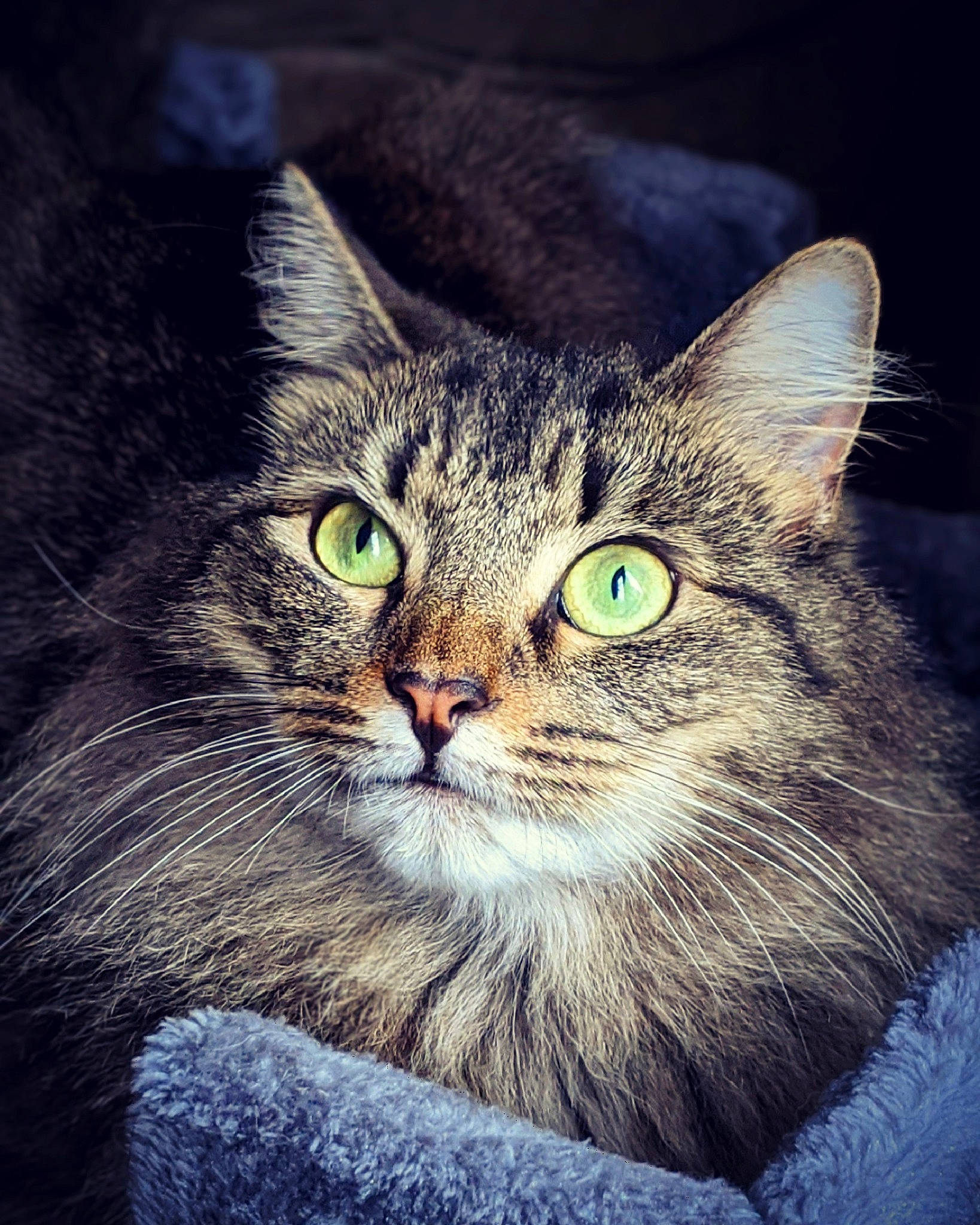 Binky is registered to the contest to win money with this photo: carnivore, cat, domestic_long_haired_cat, felidae, fur, iris, small_to_medium_sized_cats, snout, tabby_cat, vertebrate, whiskers