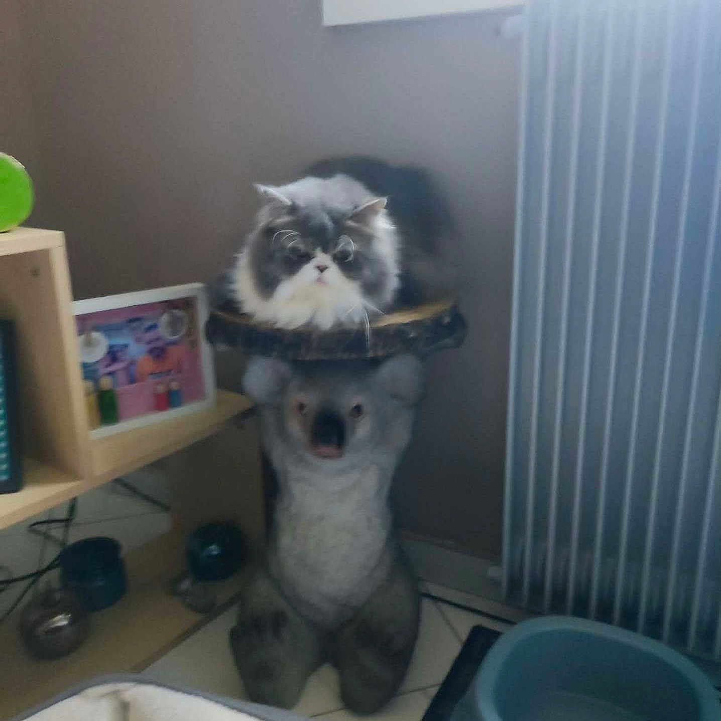 Roméo participe au concours pour gagner de l'argent avec cette photo : animal, cat, cat_tree, cozy, curious, decor, floor, fluffy_cat, furniture, gray_cat, indoor, koala, pet, pet_bed, photo_frame, radiator, room, shelf, water_bowl, wooden_shelf