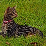 cat, tabby_cat, collar, grass, outdoor, animal, pet, feline, nature, greenery, lying_down, mammal, whiskers, alert, domestic_animal, side_view, young_cat, playful, relaxed, daytime