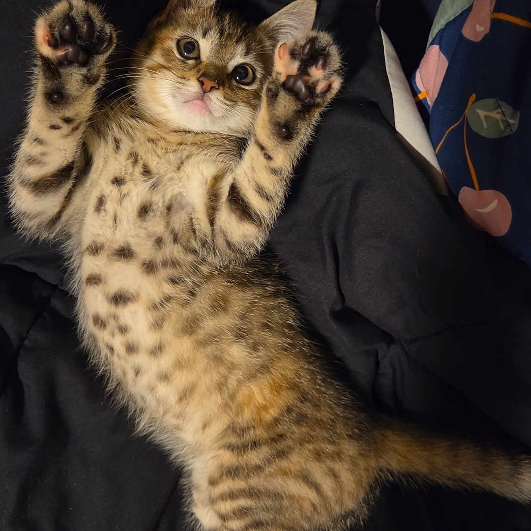 Tora