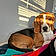 Mylo