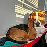 animal, beagle, bed, blanket, colorful, cozy, cute, dog, ears, face, fur, indoor, pet, portrait, relaxing, resting, shadow, sunlight, wall, window