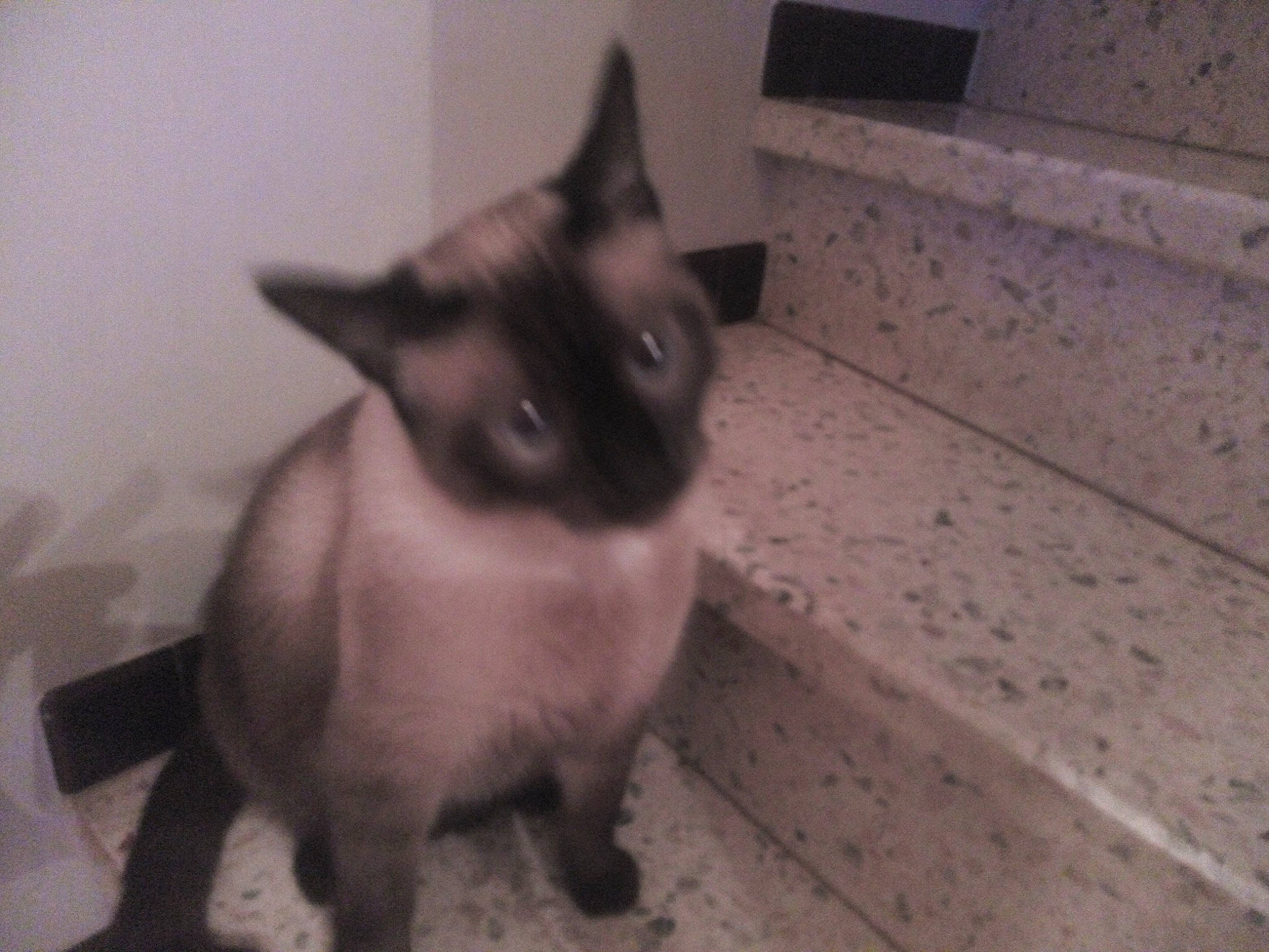 Prunelle a rejoint le concours — aidez-le/la à gagner de superbes lots ! balinese, carnivore, cat, fawn, felidae, flooring, fur, paw, siamese, small_to_medium_sized_cats, snout, tail, thai, tonkinese, whiskers