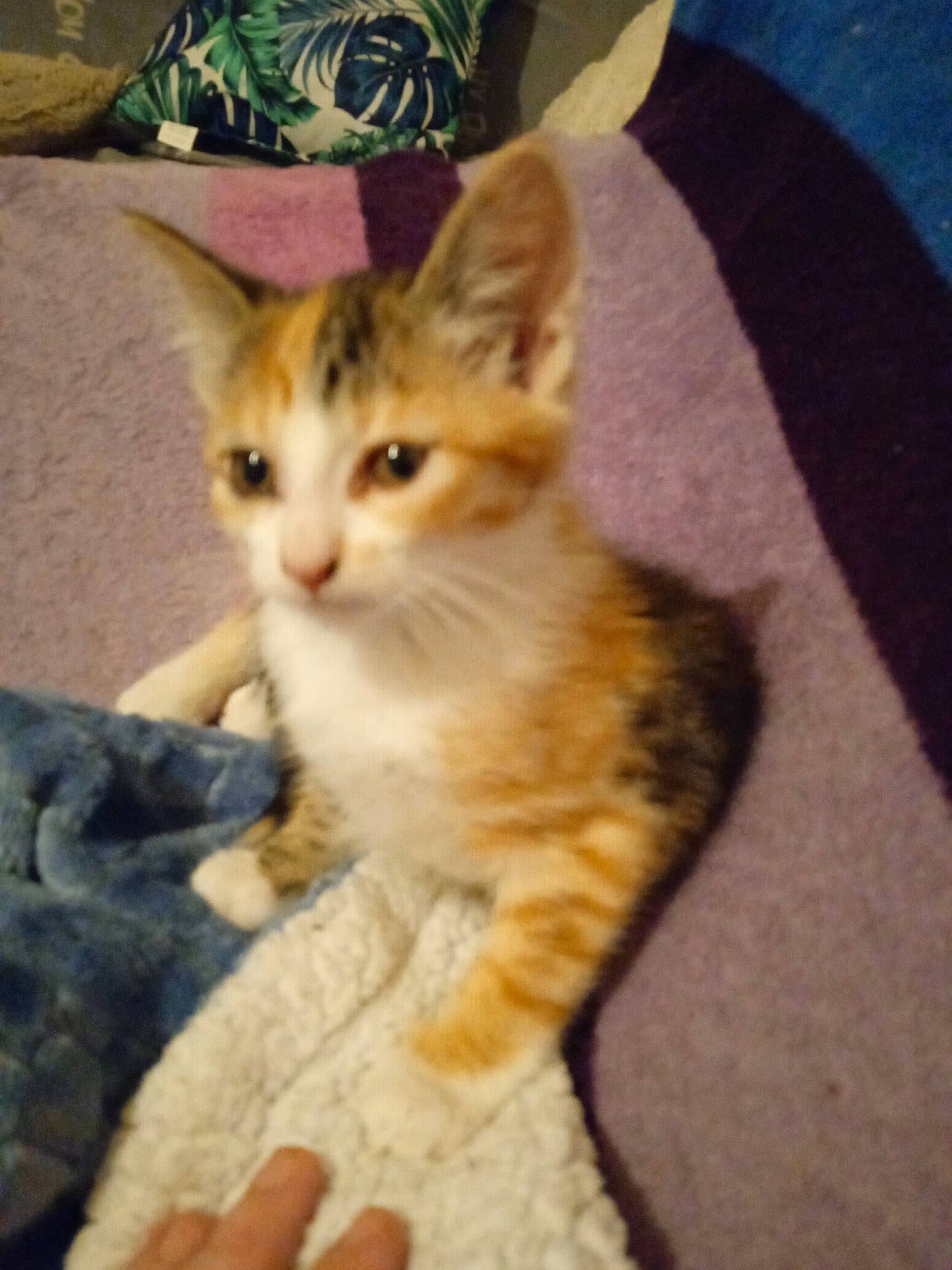 Sassy a rejoint le concours — aidez-le/la à gagner de superbes lots ! carnivore, cat, claw, comfort, couch, domestic_short_haired_cat, fawn, felidae, fur, nail, paw, photo_caption, sitting, small_to_medium_sized_cats, snout, tail, toe, whiskers, wood