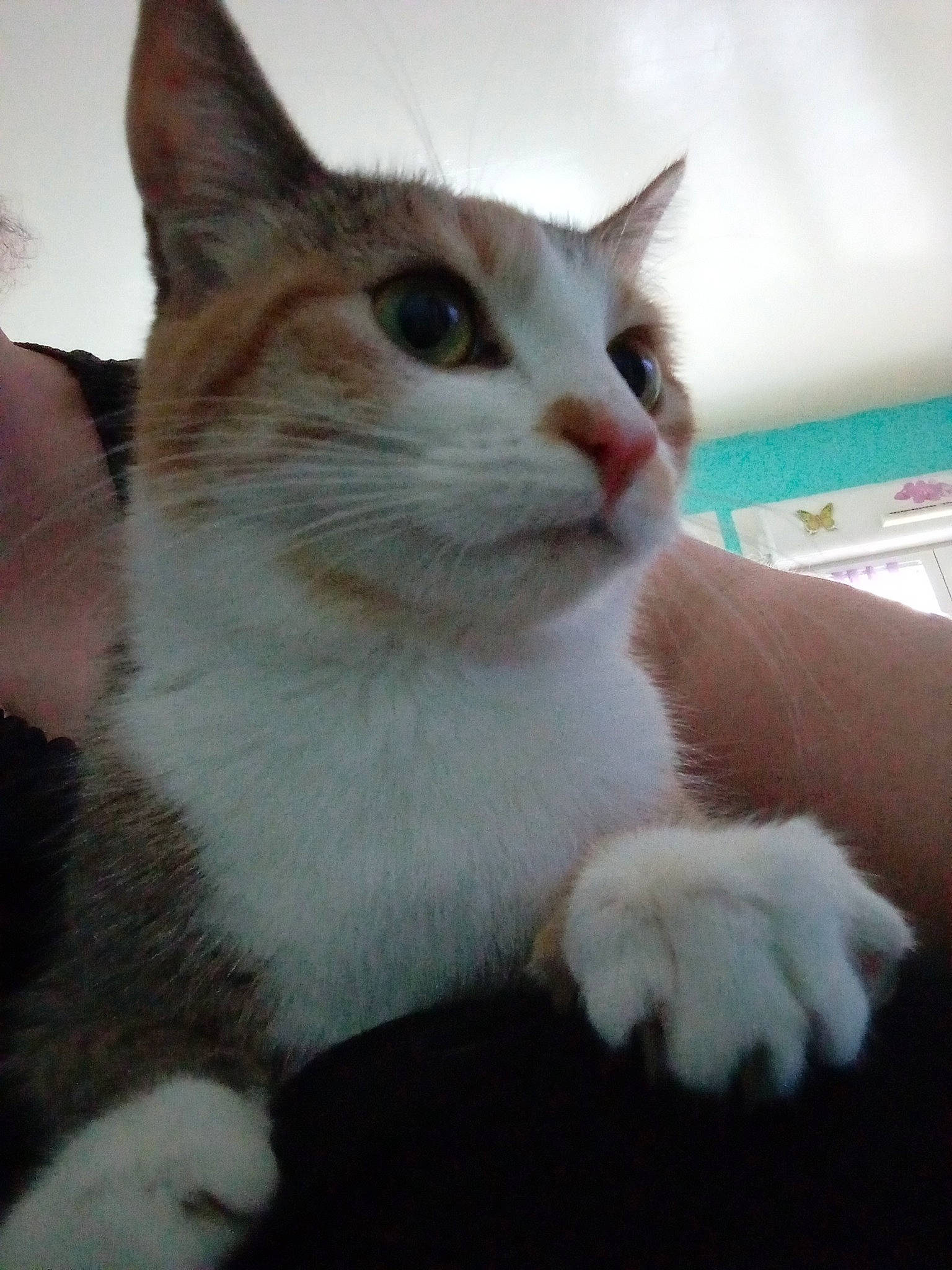 Sassy participe au concours pour gagner de l'argent avec cette photo : carnivore, cat, claw, domestic_short_haired_cat, fawn, felidae, fur, iris, paw, small_to_medium_sized_cats, snout, tail, whiskers, window