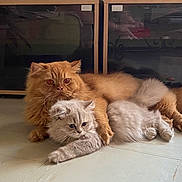 Rio Et Sophie participe au concours pour gagner de l'argent avec cette photo : cat, kitten, orange_cat, grey_cat, fluffy, pets, floor, indoor, cute, animal, domestic_animal, relaxed, cozy, companionship, feline, laying_down, paw, fur, home, resting