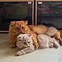 cat, kitten, orange_cat, grey_cat, fluffy, pets, floor, indoor, cute, animal, domestic_animal, relaxed, cozy, companionship, feline, laying_down, paw, fur, home, resting