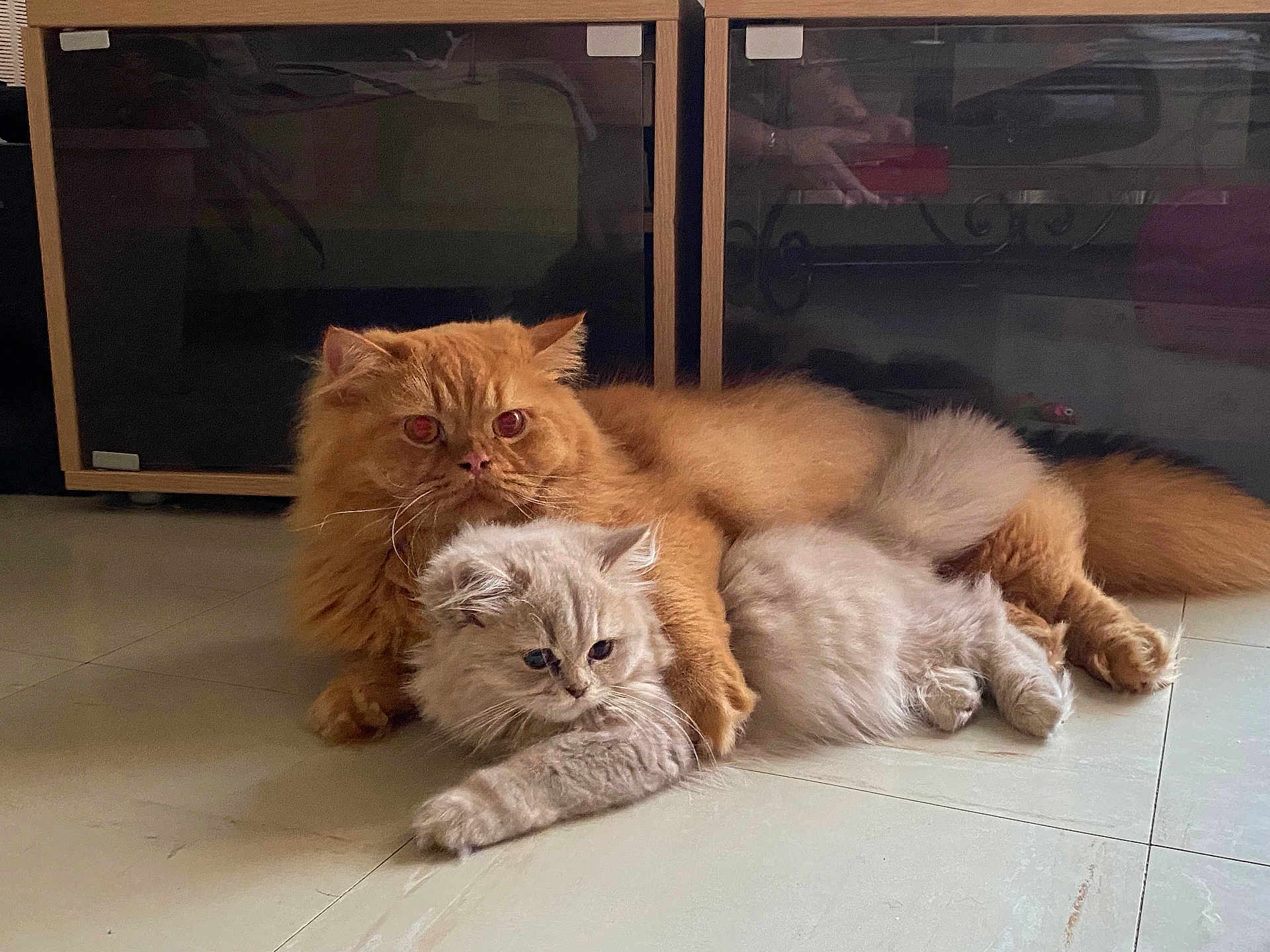 Rio Et Sophie participe au concours pour gagner de l'argent avec cette photo : cat, kitten, orange_cat, grey_cat, fluffy, pets, floor, indoor, cute, animal, domestic_animal, relaxed, cozy, companionship, feline, laying_down, paw, fur, home, resting