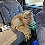 automobile, car_door, car_interior, daylight, dog, dog_resting, fabric_seat, furry, passenger_seat, pet, plastic_container, relaxed, seat_back, seatbelt, small_dog, sunlight, towel, urban_view, vehicle, window
