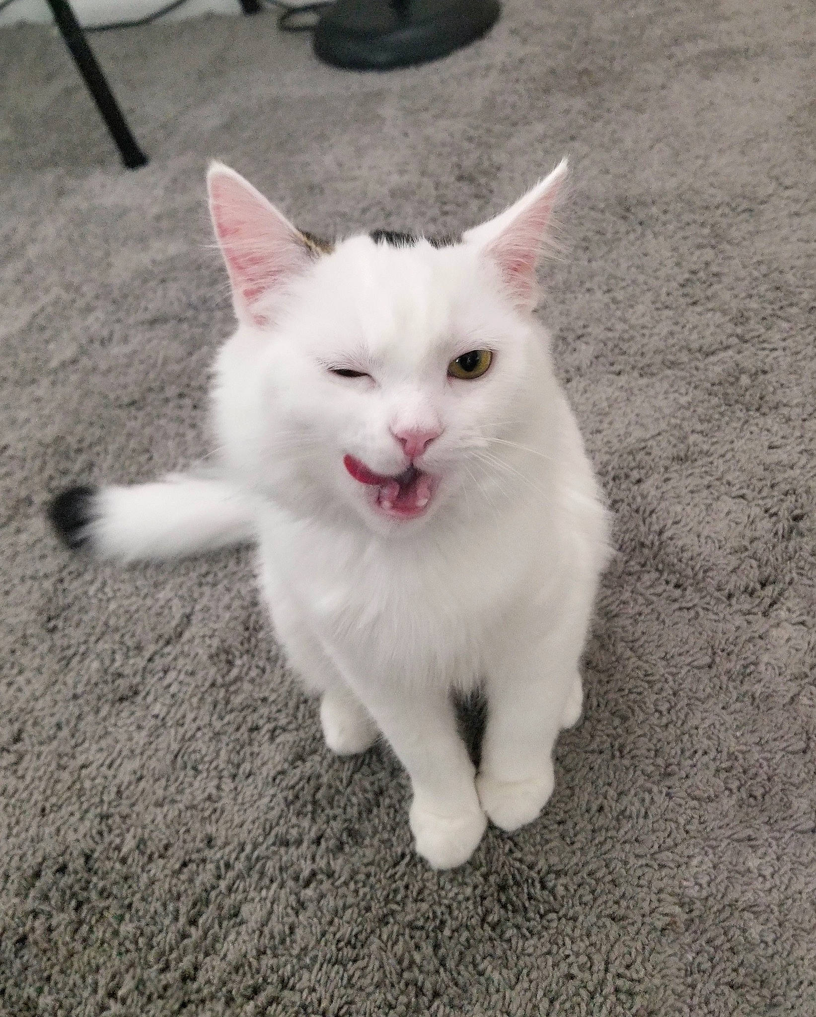 Shiro is registered to the contest to win money with this photo: aegean_cat, cat, cat_like_mammal, domestic_long_haired_cat, domestic_short_haired_cat, fur, khao_manee, kitten, person, small_to_medium_sized_cats, snout, turkish_angora, turkish_van, whiskers