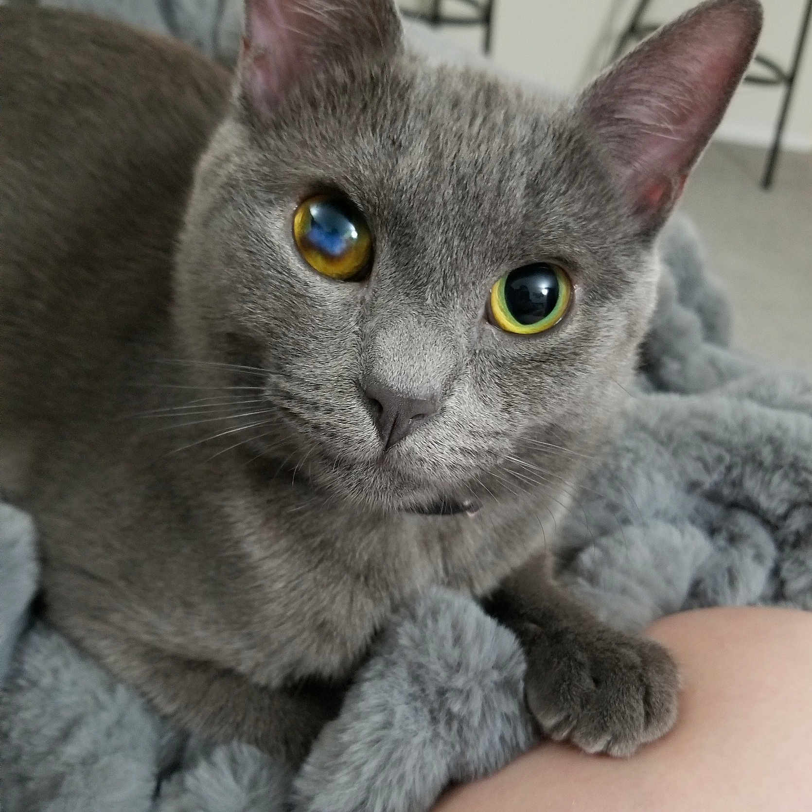 Chi is registered to the contest to win money with this photo: asian, british_shorthair, burmese, cat, cat_like_mammal, chartreux, domestic_short_haired_cat, fur, german_rex, kitten, korat, russian_blue, small_to_medium_sized_cats, snout, whiskers
