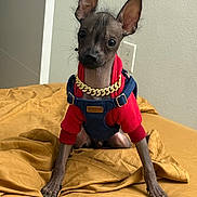 Baldwin is registered to the contest to win money with this photo: dog, hairless, puppy, clothing, hoodie, overalls, gold_chain, bed, bedding, indoor, pet, animal, cute, small_dog, ears, sitting, brown, furniture, wall, accessory