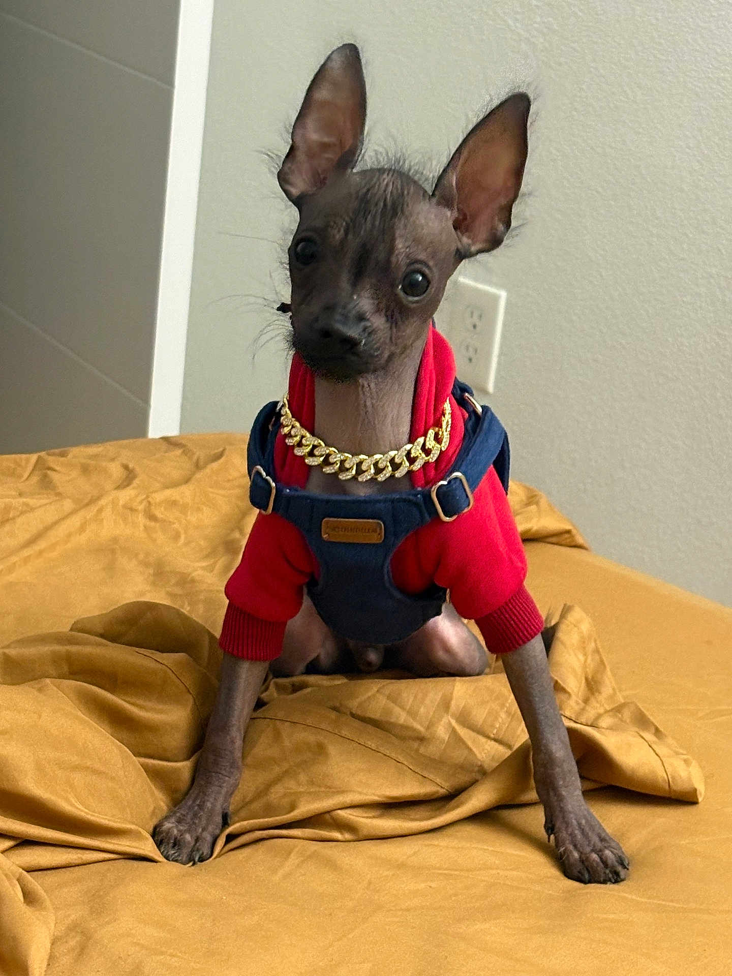 Baldwin is registered to the contest to win money with this photo: dog, hairless, puppy, clothing, hoodie, overalls, gold_chain, bed, bedding, indoor, pet, animal, cute, small_dog, ears, sitting, brown, furniture, wall, accessory