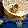 animal, blue_blanket, cardboard_toy, cat, cowboy_hat, cozy, cute, eyes, feline, fluffy, food_bowl, indoor, kitten, orange_cat, pet, pet_bed, portrait, sitting, toy_ball, whiskers