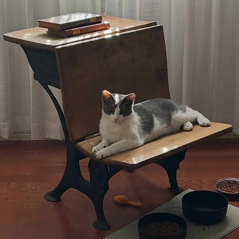 Bud joined the competition — help win amazing prizes! animal, bench, books, cat, curtains, domestic, floor, food_bowls, gray_and_white_cat, home, indoor, natural_light, pet_toy, quiet, relaxed, resting, still_life, sunlight, vintage, wooden_furniture