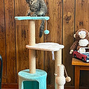 Vinny is registered to the contest to win money with this photo: cat, gray_cat, fluffy, long_hair, pet, animal, cat_tree, scratching_post, playground, pom_pom, toy, stuffed_monkey, toy_car, wood_paneling, indoor, home, furniture, sitting, portrait, whiskers
