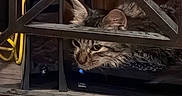 Vinny is registered to the contest to win money with this photo: cat, tabby_cat, fluffy, long_hair, feline, animal, pet, lying_down, indoors, shelf, metal, electronics, computer, router, power_light, wood, dark, close_up, whiskers, relaxed