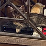 Vinny joined the competition — help win amazing prizes! cats, kitten, furry, sleeping, resting, pet, animal, gray_cat, cream_cat, fluffy_tail, ears, whiskers, indoor, furniture, shelf, entertainment_center, electronics, toy_cars, metal_grille, cozy