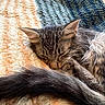 Vinny is registered to the contest to win money with this photo: cat, kitten, sleeping, sleepy, furry, fluffy, tabby, brown, long_hair, pet, animal, cuddling, cozy, blanket, bed, indoors, close_up, relaxed, nap, whiskers