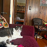 Lily joined the competition — help win amazing prizes! cat, tuxedo_cat, pet, living_room, couch, sofa, lounging, sitting, gray_fur, white_fur, indoor, home, wood_paneling, mirror, stuffed_animals, chair, hardwood_floor, blanket, colorful_toy, relaxed