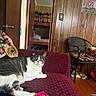 cat, tuxedo_cat, pet, living_room, couch, sofa, lounging, sitting, gray_fur, white_fur, indoor, home, wood_paneling, mirror, stuffed_animals, chair, hardwood_floor, blanket, colorful_toy, relaxed