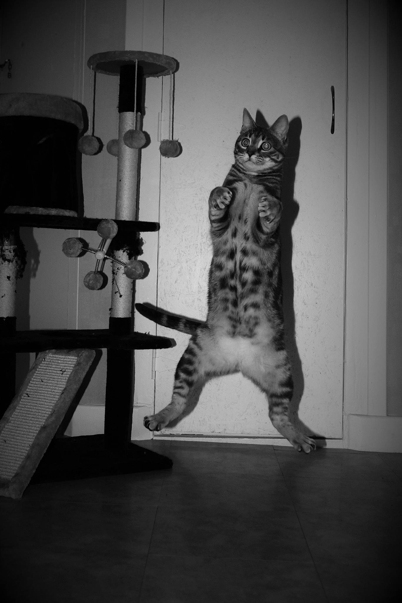 Mouki a rejoint le concours — aidez-le/la à gagner de superbes lots ! american_shorthair, asian, bengal, black, black_and_white, carnivore, cat, domestic_short_haired_cat, egyptian_mau, felidae, fur, kitten, monochrome, monochrome_photography, ocicat, small_to_medium_sized_cats, snout, tabby_cat, whiskers, white