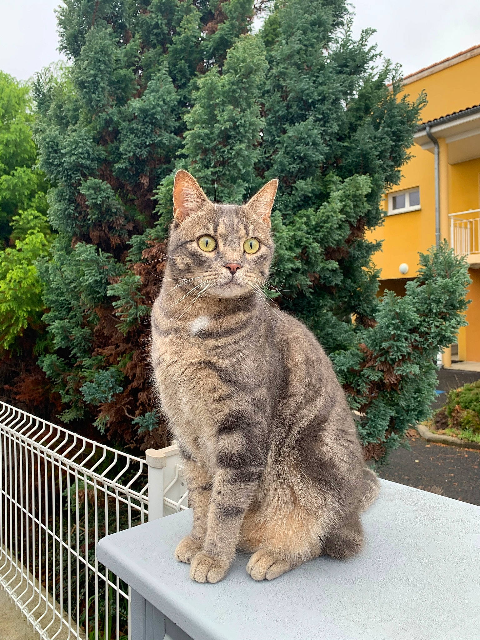 Mouki a rejoint le concours — aidez-le/la à gagner de superbes lots ! aegean_cat, american_wirehair, asian, carnivore, cat, domestic_short_haired_cat, dragon_li, european_shorthair, felidae, kurilian_bobtail, maine_coon, mammal, pixie_bob, plant, polydactyl_cat, small_to_medium_sized_cats, tabby_cat, tree, whiskers, wild_cat