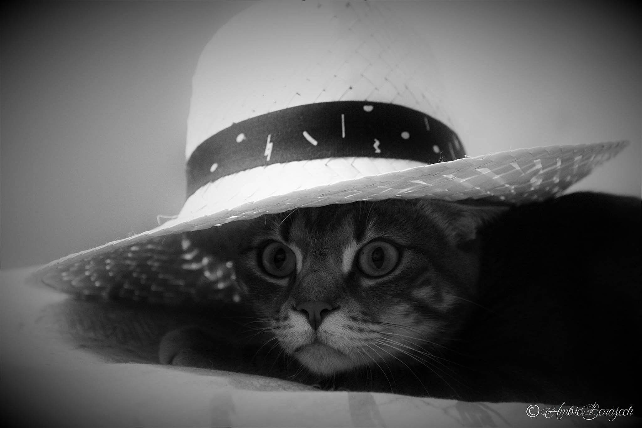 Mouki a rejoint le concours — aidez-le/la à gagner de superbes lots ! black, black_and_white, cat, cowboy_hat, fashion_accessory, fedora, felidae, hat, headgear, monochrome, monochrome_photography, photography, small_to_medium_sized_cats, snout, sombrero, still_life_photography, stock_photography, style, whiskers, white