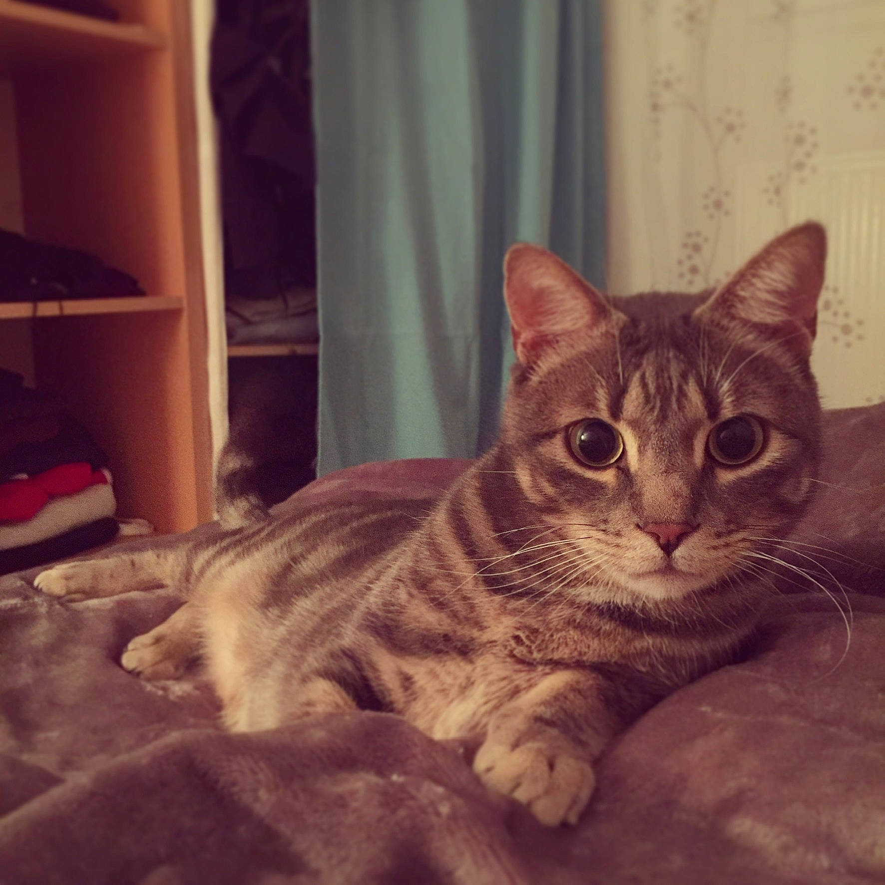 Mouki a rejoint le concours — aidez-le/la à gagner de superbes lots ! american_shorthair, asian, australian_mist, california_spangled, carnivore, cat, domestic_short_haired_cat, dragon_li, ear, european_shorthair, eye, felidae, fur, kitten, mammal, nose, small_to_medium_sized_cats, snout, tabby_cat, whiskers