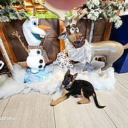 Liberty is registered to the contest to win money with this photo: puppy, dog, german_shepherd, snowman, reindeer, artificial_snow, winter, holiday_decoration, indoor, floor, tree, frosted_tree, sculpture, festive, cute, animal, toy, christmas, decoration, playful