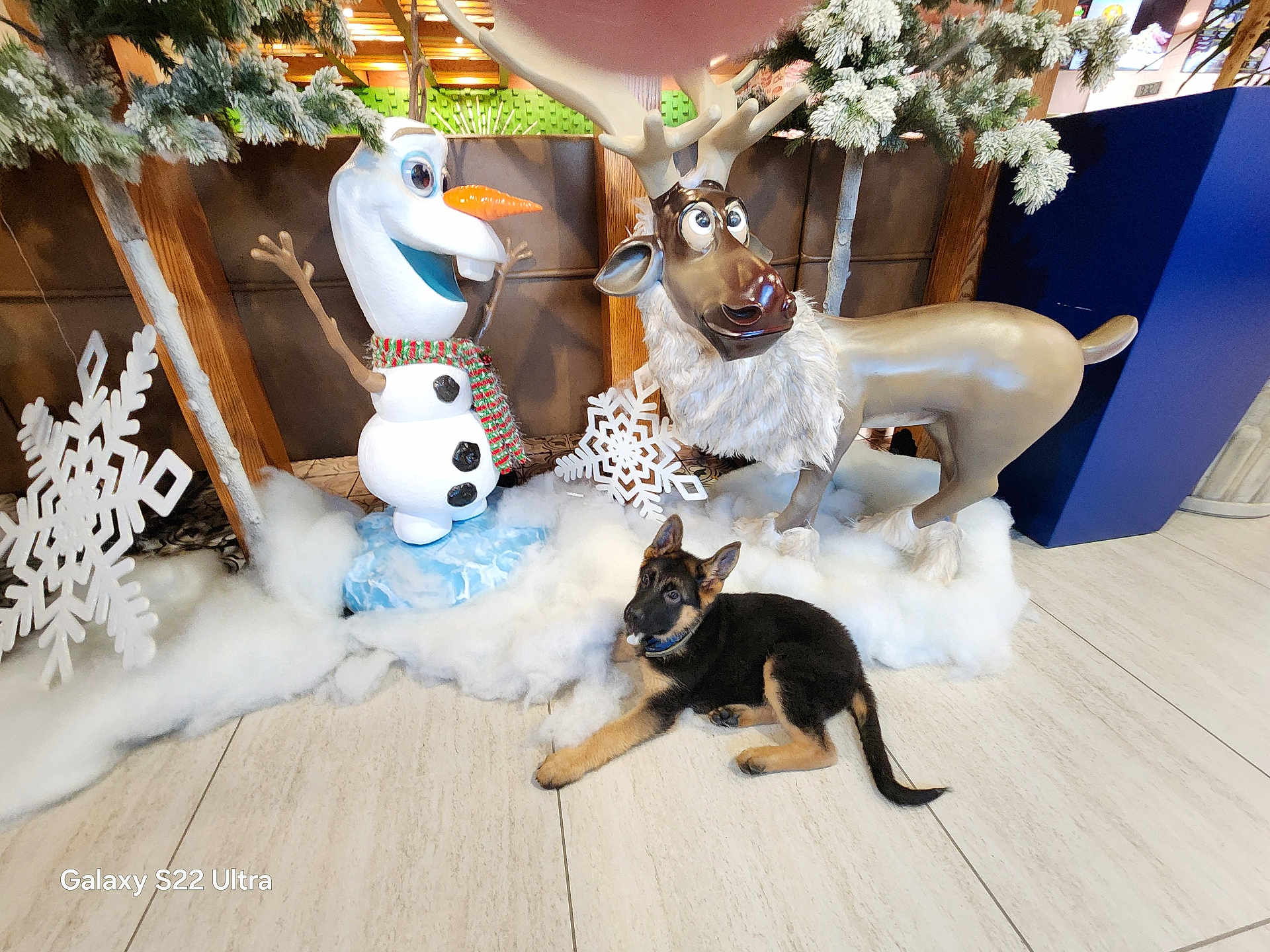 Liberty is registered to the contest to win money with this photo: puppy, dog, german_shepherd, snowman, reindeer, artificial_snow, winter, holiday_decoration, indoor, floor, tree, frosted_tree, sculpture, festive, cute, animal, toy, christmas, decoration, playful