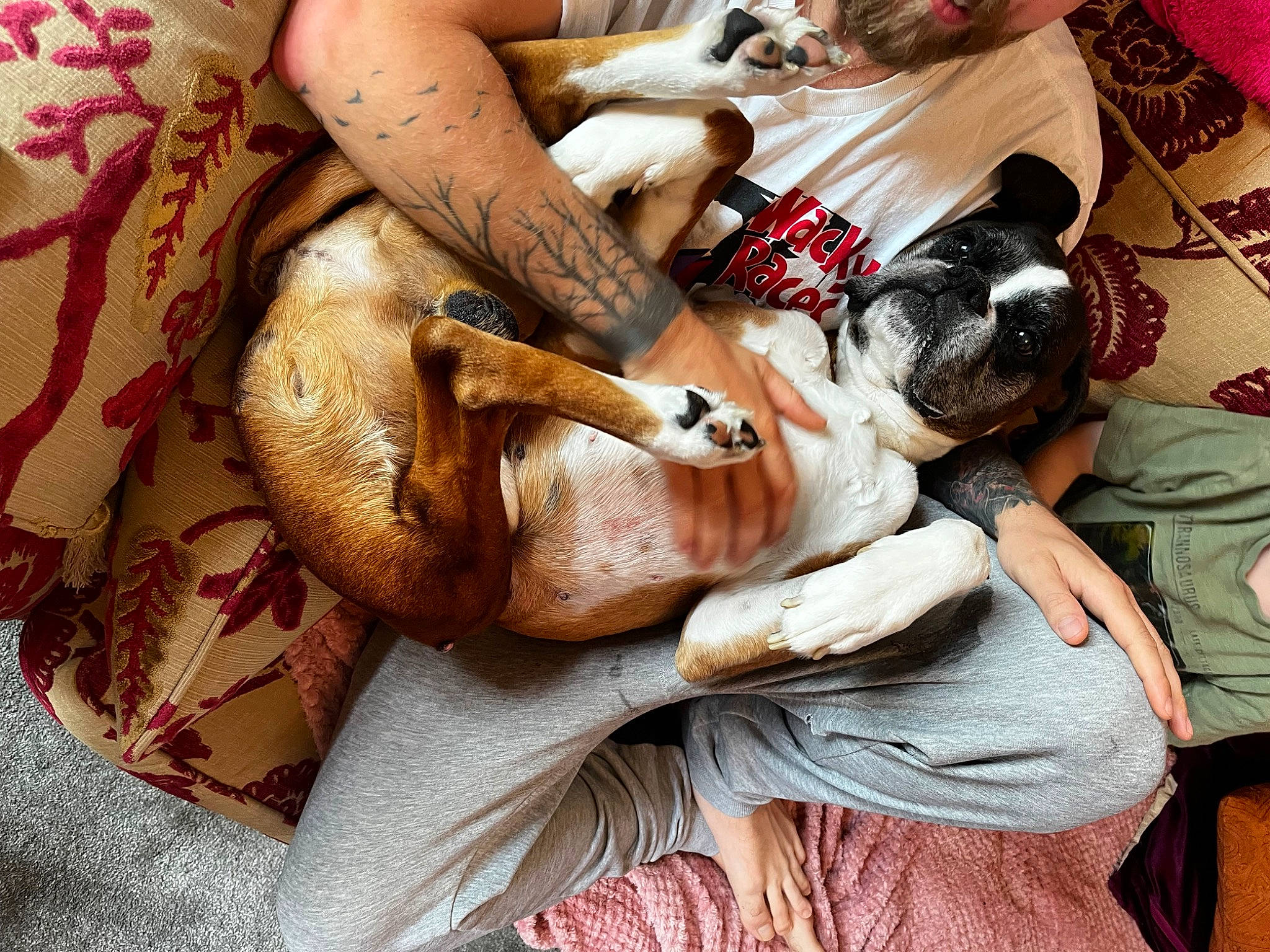 Bugsy is registered to the contest to win money with this photo: canidae, carnivore, comfort, companion_dog, dog, dog_breed, fawn, felidae, flesh, fur, human_leg, linens, mammal, pattern, snout, sporting_group, tattoo, tattoo_artist, thigh, wrist