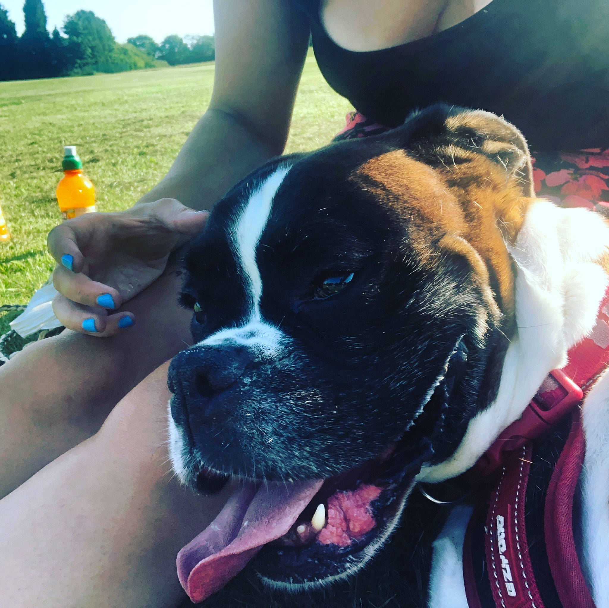 Bugsy is registered to the contest to win money with this photo: canidae, carnivore, collar, companion_dog, dog, dog_breed, dog_collar, elbow, fawn, grass, happy, human_leg, light, molosser, plant, snout, sporting_group, thigh, whiskers, working_animal