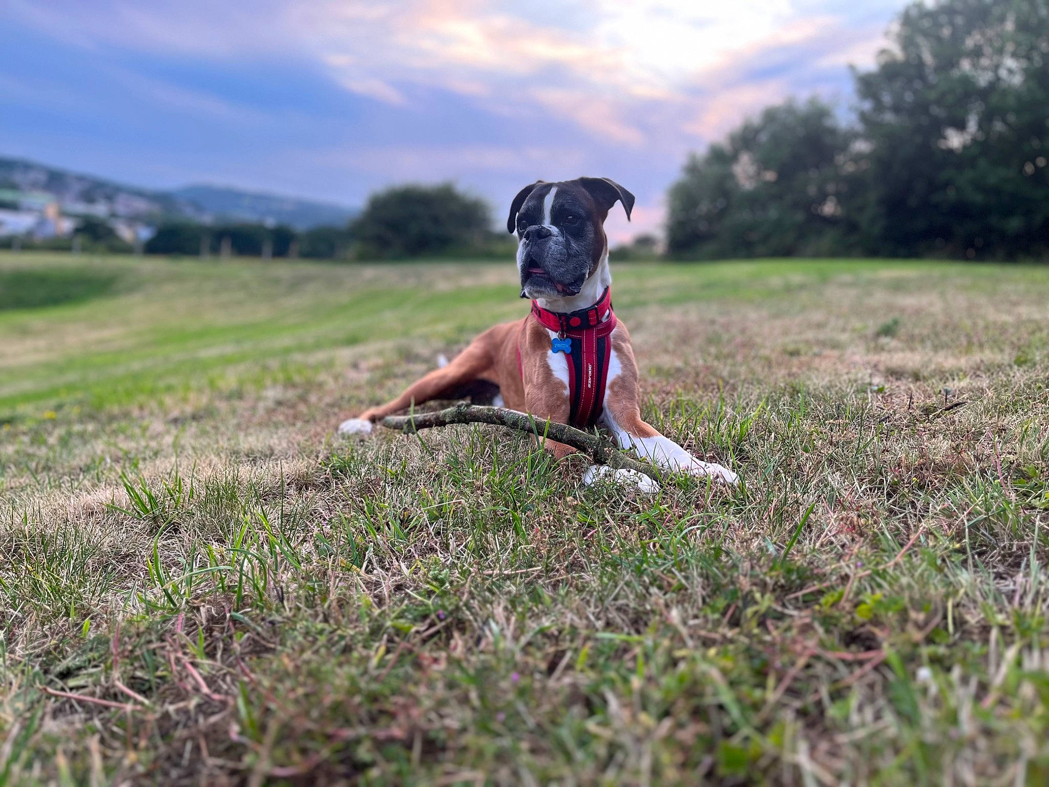 Bugsy joined the competition — help win amazing prizes! ball, canidae, carnivore, cloud, companion_dog, dog, dog_breed, fawn, grass, grassland, happy, landscape, pasture, plant, recreation, sky, soil, sporting_group, tree, working_animal