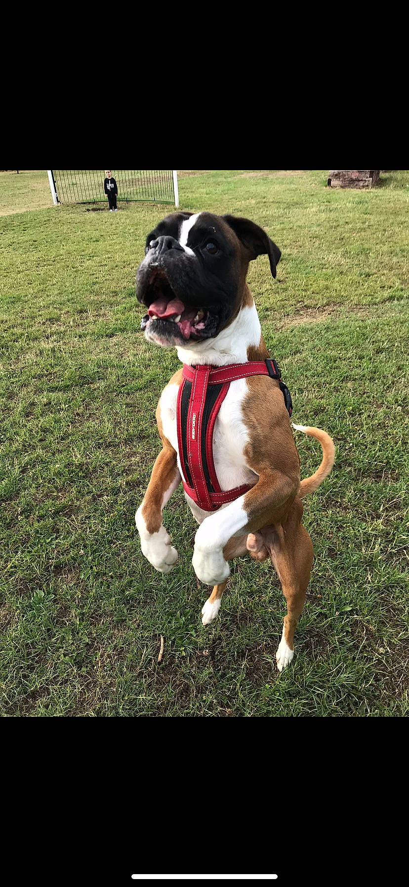 Bugsy joined the competition — help win amazing prizes! ball, carnivore, collar, companion_dog, dog, dog_breed, dog_clothes, dog_collar, dog_supply, fawn, grass, happy, lawn, leash, molosser, pet_supply, plant, sporting_group, tail, working_animal