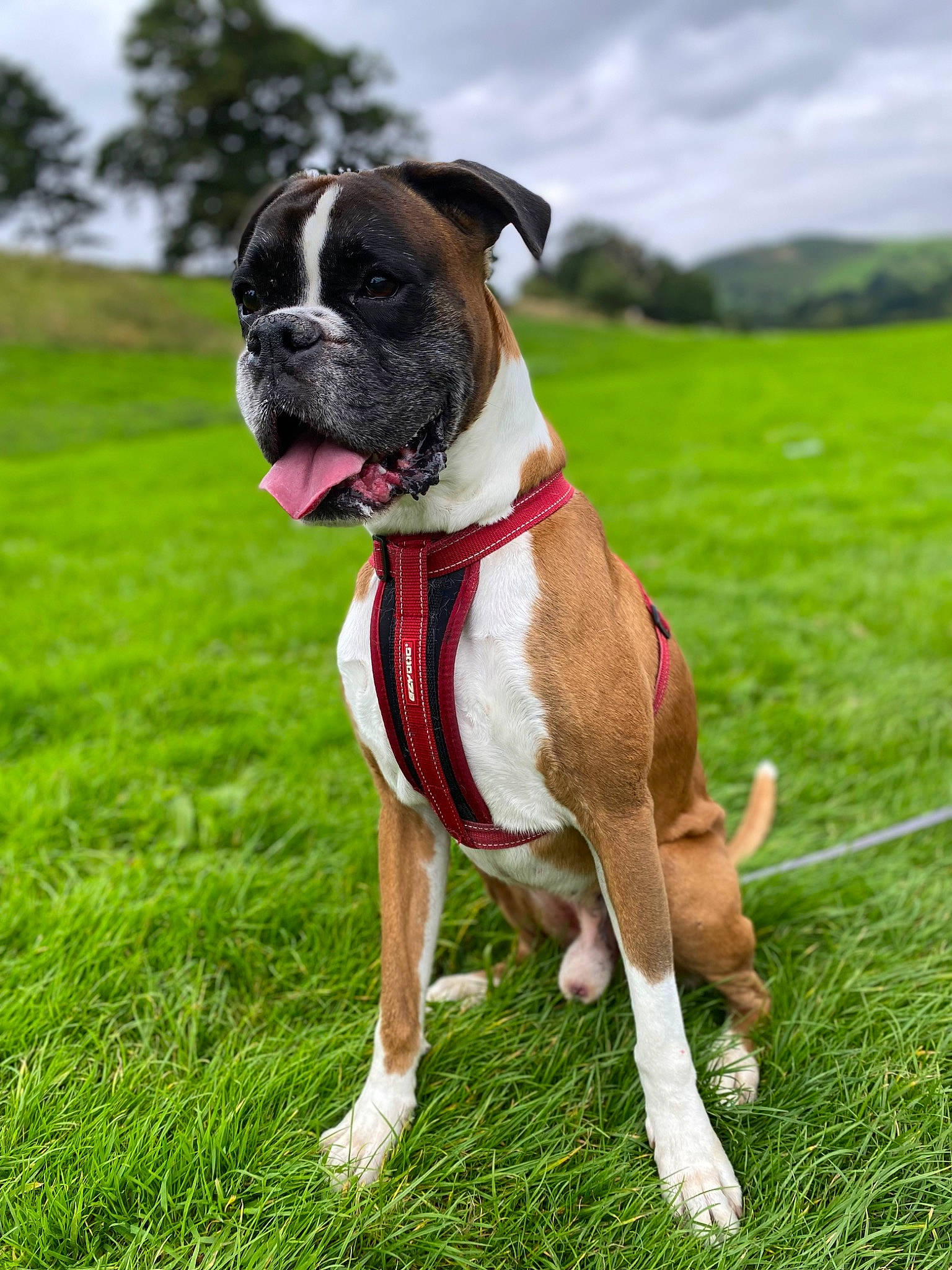 Bugsy joined the competition — help win amazing prizes! australian_bulldog, boxer, bulldog, canidae, carnivore, cloud, collar, companion_dog, dog, dog_breed, dog_collar, fawn, grass, molosser, plant, sky, snout, sporting_group, tree, working_animal