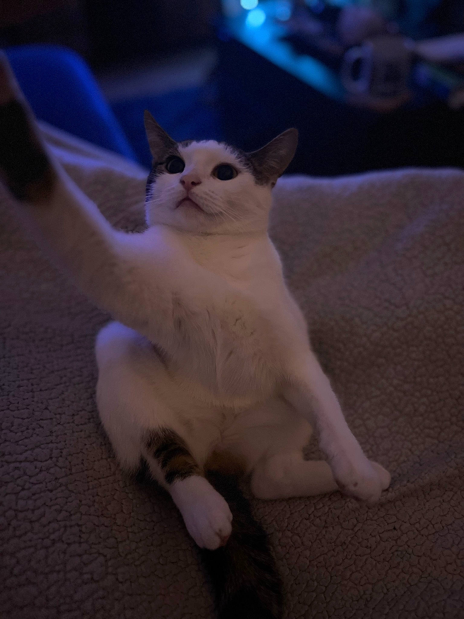 Ada joined the competition — help win amazing prizes! carnivore, cat, claw, comfort, domestic_short_haired_cat, ear, fawn, felidae, fur, paw, small_to_medium_sized_cats, tail, whiskers