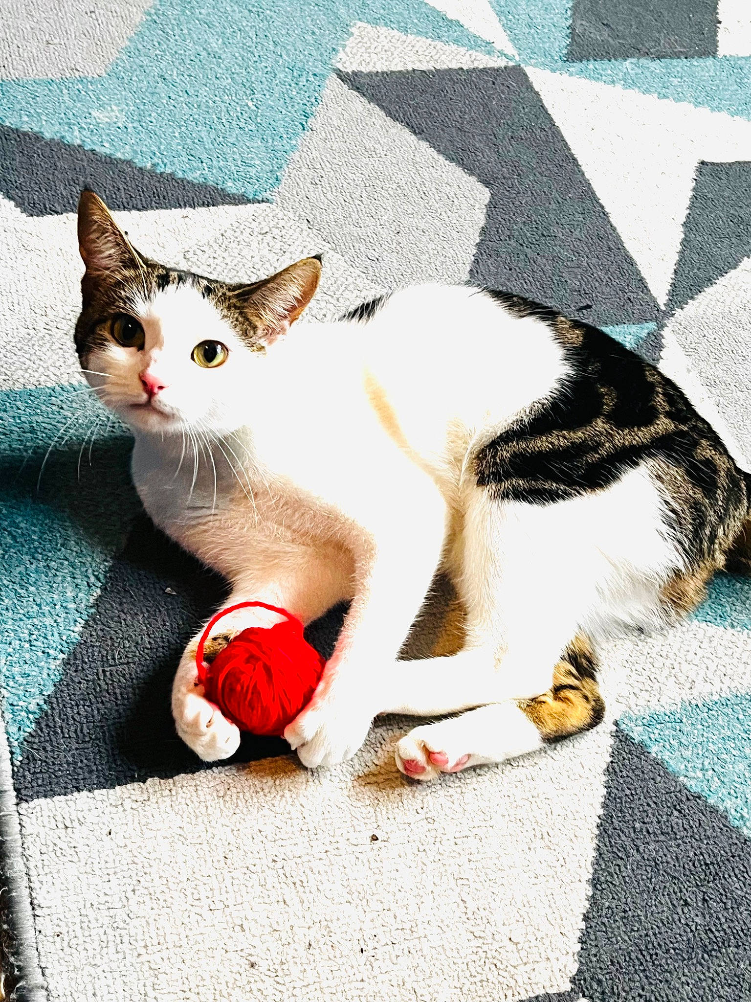 Ada is registered to the contest to win money with this photo: art, carmine, carnivore, cat, domestic_short_haired_cat, fawn, felidae, fur, pattern, paw, small_to_medium_sized_cats, snout, tail, terrestrial_animal, vertebrate, whiskers