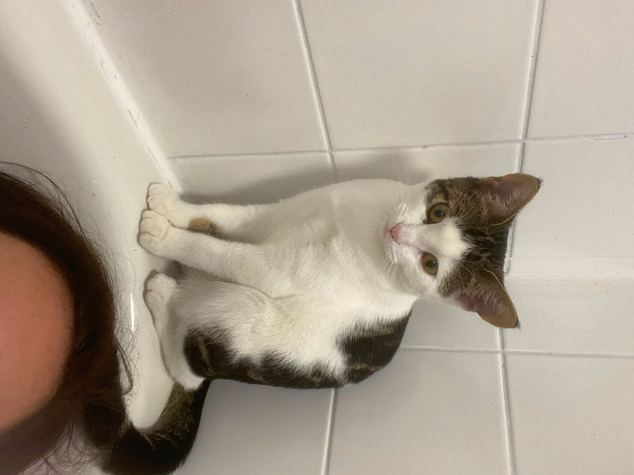 Ada joined the competition — help win amazing prizes! carnivore, cat, comfort, domestic_short_haired_cat, ear, fawn, felidae, flooring, fur, gesture, human_leg, jaw, paw, plumbing, plumbing_fixture, small_to_medium_sized_cats, snout, tail, vertebrate, whiskers