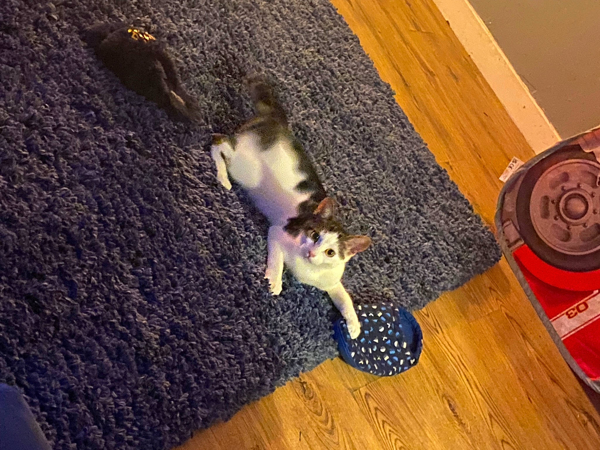 Ada is registered to the contest to win money with this photo: carnivore, cat, companion_dog, fawn, felidae, floor, flooring, fur, hardwood, laminate_flooring, mammal, small_to_medium_sized_cats, tail, textile, varnish, vertebrate, whiskers, wood, wood_flooring, wood_stain