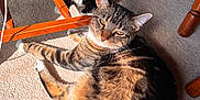 Romeo joined the competition — help win amazing prizes! cat, tabby_cat, black_and_white_cat, feline, pet, indoor, carpet, wooden_chair, sunlight, shadow, relaxed, lying_down, fur, whiskers, ears, eyes, floor, home, cozy, animal