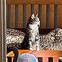 Romeo joined the competition — help win amazing prizes! cat, tabby, bed, bedframe, leopard_print, bedding, sunlight, indoor, wood, plush_toy, whale_plush, vacuum_hose, animal, pet, feline, cozy, window_light, pattern, resting, looking_away