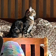 Romeo joined the competition — help win amazing prizes! cat, tabby_cat, bed, wooden_bed_frame, bedding, leopard_print, plush_toy, colorful_toy, indoor, pet, animal, feline, furniture, cozy, resting, sunlight, profile_view, domestic_animal, soft_texture, quiet