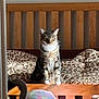 Romeo is registered to the contest to win money with this photo: cat, tabby_cat, bed, wooden_bed_frame, bedding, leopard_print, sunlight, indoor, plush, colorful, vacuum_hose, furniture, pet, animal, domestic_cat, striped_fur, resting, cozy, morning_light, home
