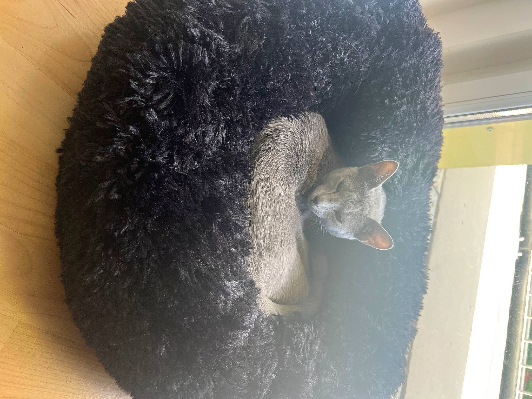 Théia a rejoint le concours — aidez-le/la à gagner de superbes lots ! fish, fur, snout, tail, terrestrial_animal