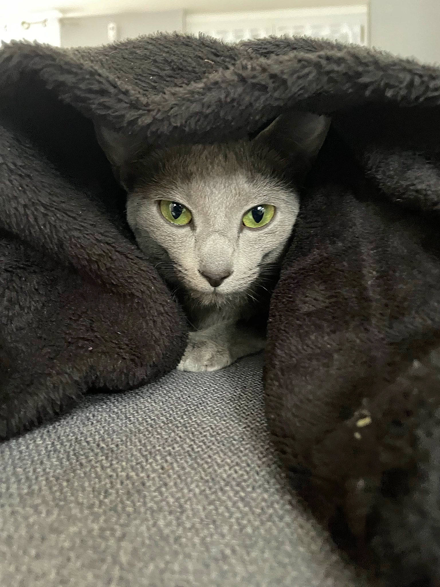 Théia a rejoint le concours — aidez-le/la à gagner de superbes lots ! carnivore, cat, cat_supply, claw, comfort, domestic_short_haired_cat, eye, felidae, fur, grey, paw, sitting, small_to_medium_sized_cats, snout, tail, terrestrial_animal, whiskers, window