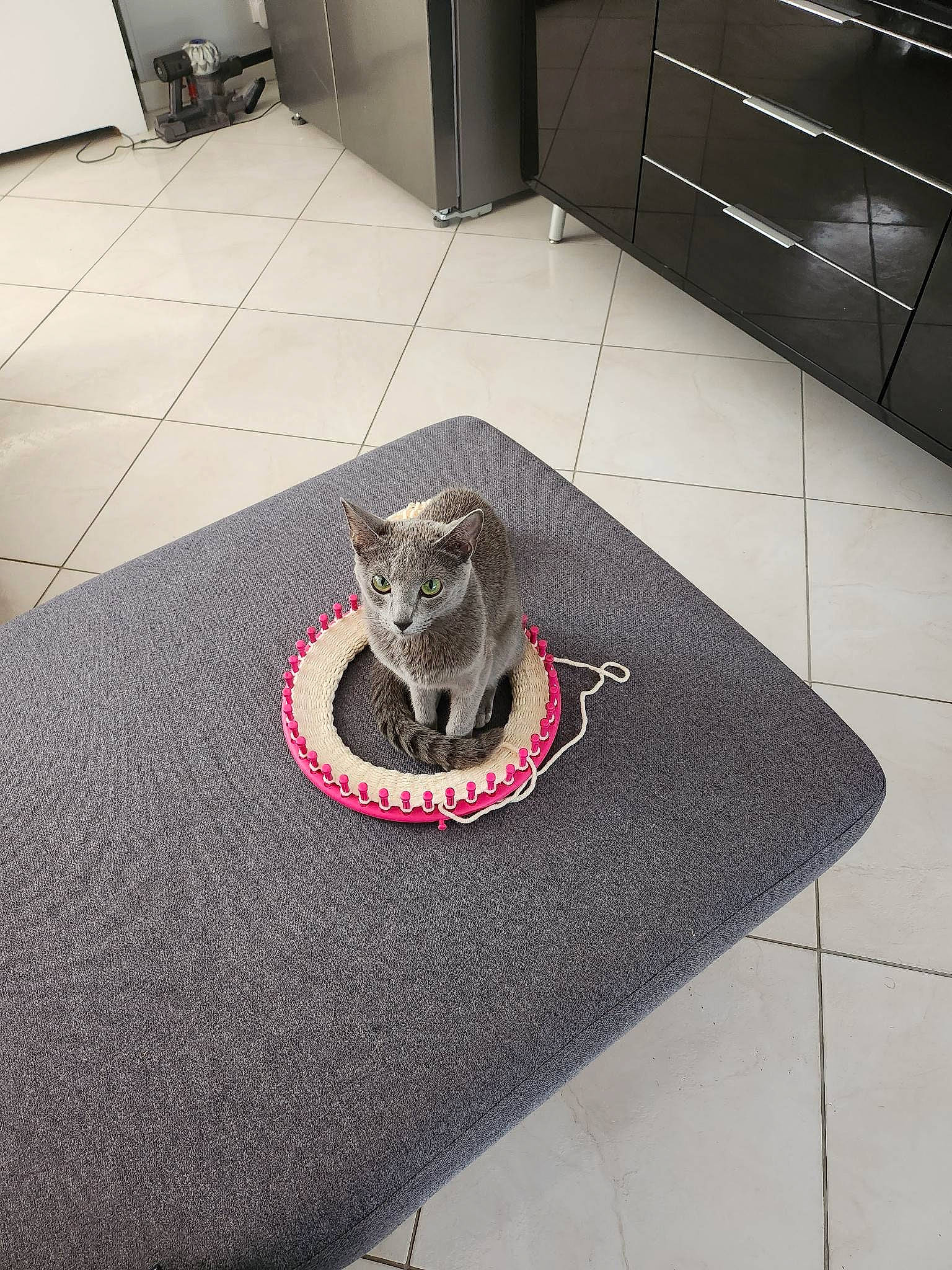 Théia participe au concours pour gagner de l'argent avec cette photo : black, cabinetry, carnivore, comfort, felidae, floor, flooring, font, fur, grey, hardwood, linens, metal, rectangle, room, small_to_medium_sized_cats, tail, terrestrial_animal, whiskers, wood