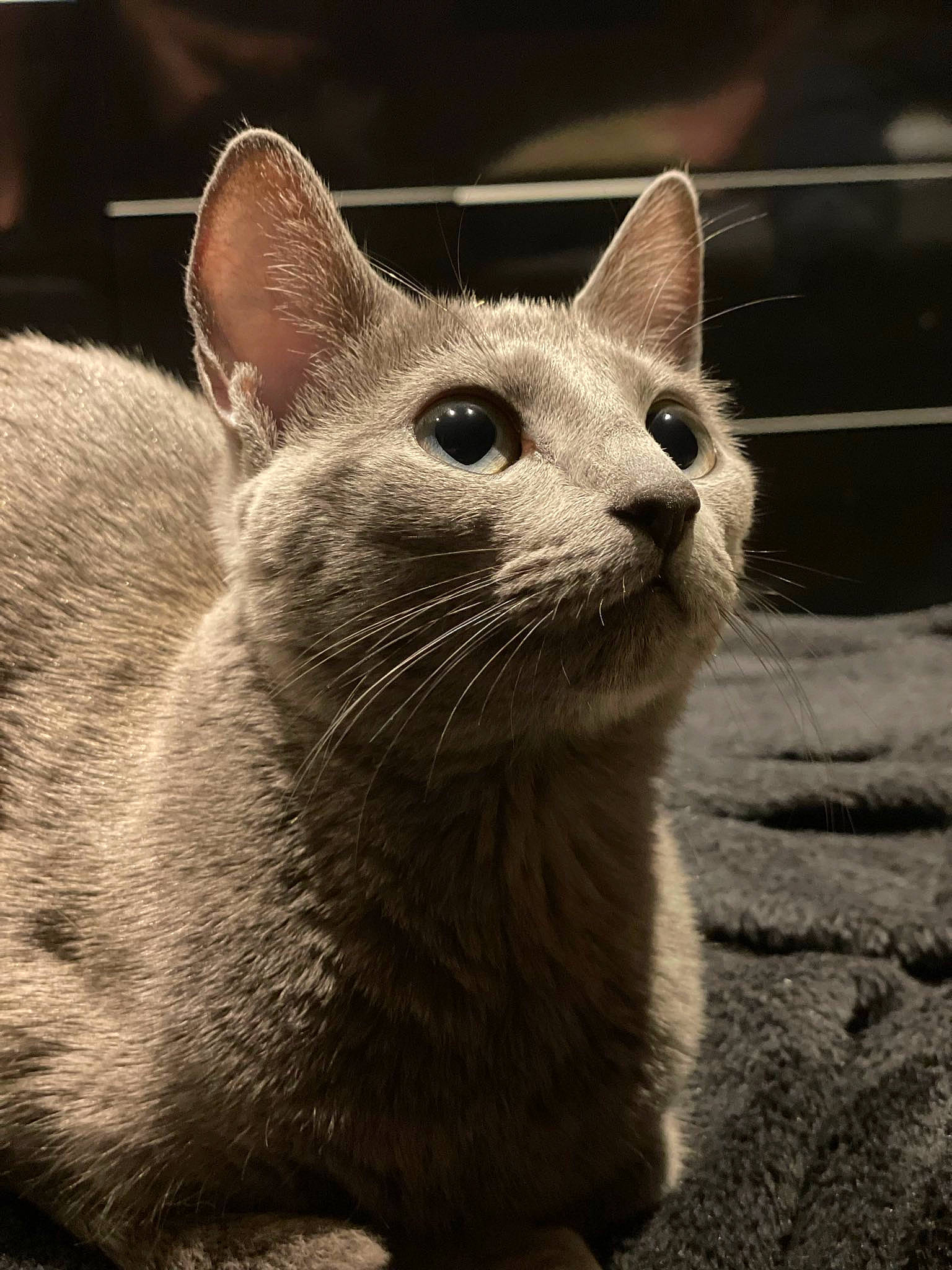 Théia a rejoint le concours — aidez-le/la à gagner de superbes lots ! carnivore, cat, domestic_short_haired_cat, felidae, fur, grey, monochrome_photography, paw, russian_blue, small_to_medium_sized_cats, snout, terrestrial_animal, whiskers, wildlife, window