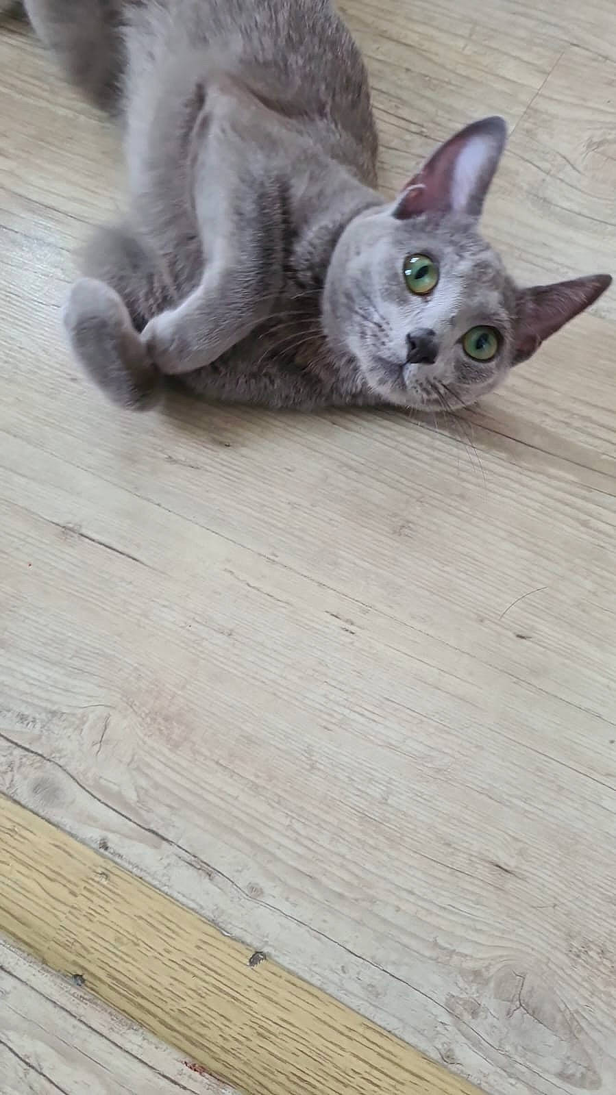 Théia a rejoint le concours — aidez-le/la à gagner de superbes lots ! carnivore, cat, composite_material, domestic_short_haired_cat, fawn, felidae, flooring, grey, hardwood, paw, plank, plywood, russian_blue, small_to_medium_sized_cats, tail, terrestrial_animal, whiskers, wood, wood_flooring, wood_stain