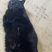 Aphrodite is registered to the contest to win money with this photo: animal, black_cat, cat, ears, eyes, feline, fluffy, funny_pose, fur, home, indoor, lying_down, paws, pet, portrait, relaxed, sleepy, tail, tile_floor, whiskers